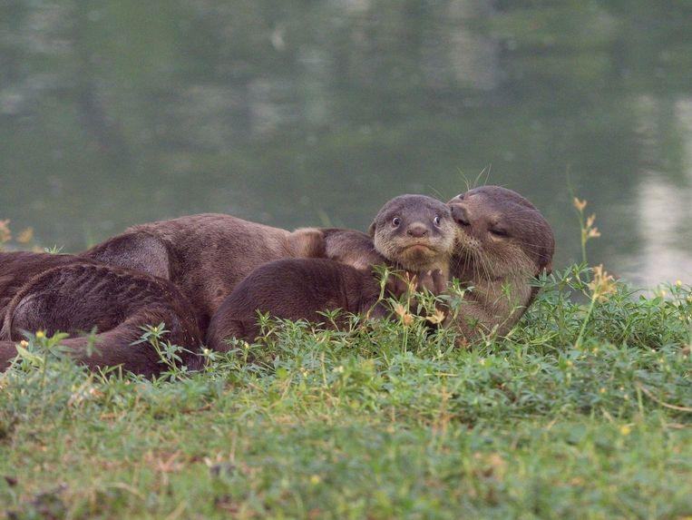 Comedy Wildlife Photo Awards 2020