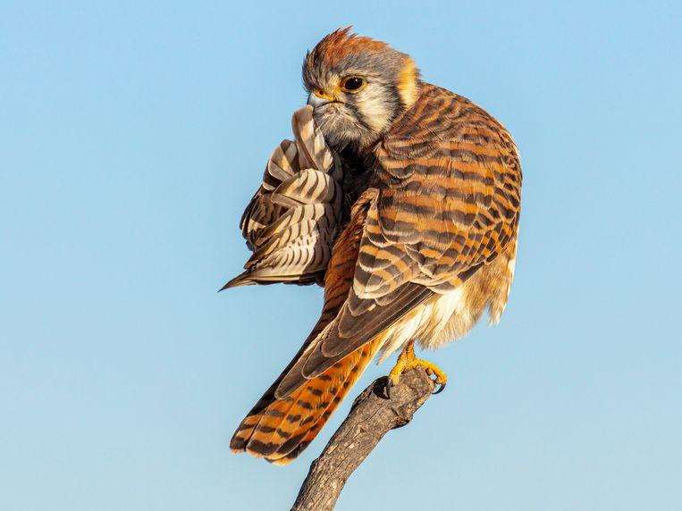 Comedy Wildlife Photo Awards 2020