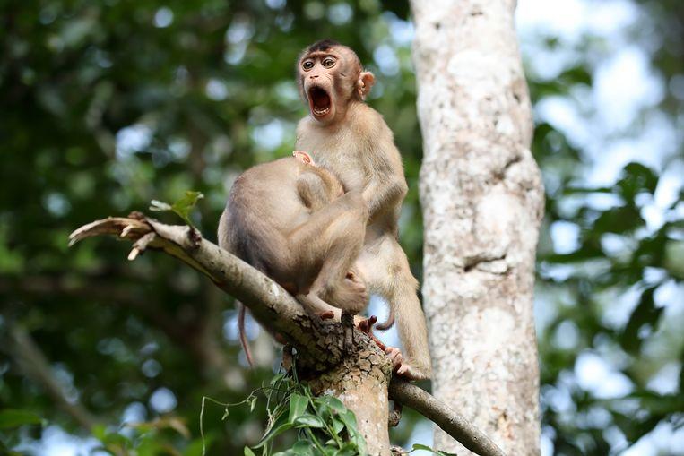 Comedy Wildlife Photo Awards 2020