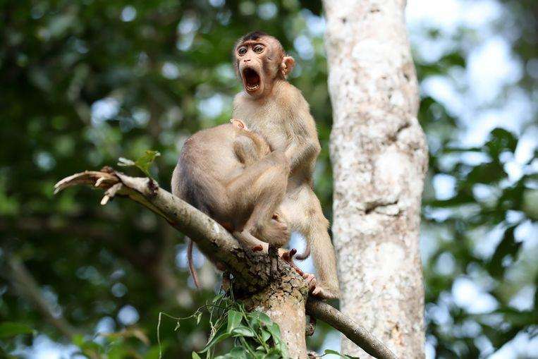 Comedy Wildlife Photo Awards 2020