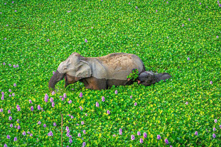 Comedy Wildlife Photo Awards 2020