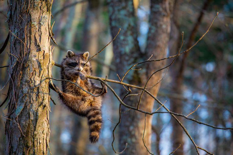 Comedy Wildlife Photo Awards 2020