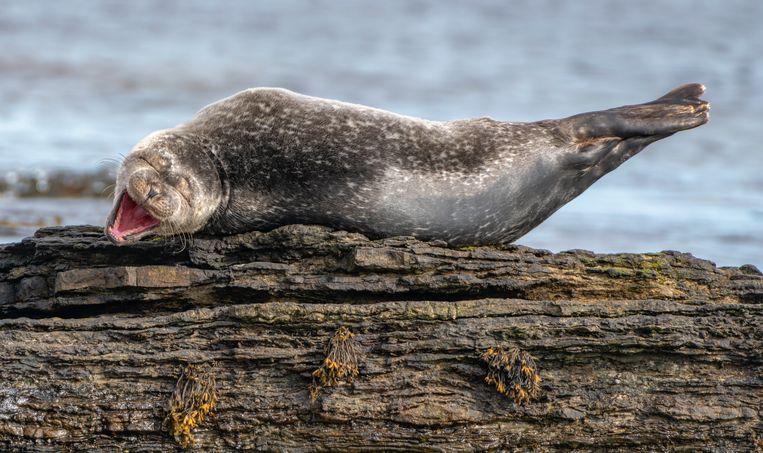 Comedy Wildlife Photo Awards 2020