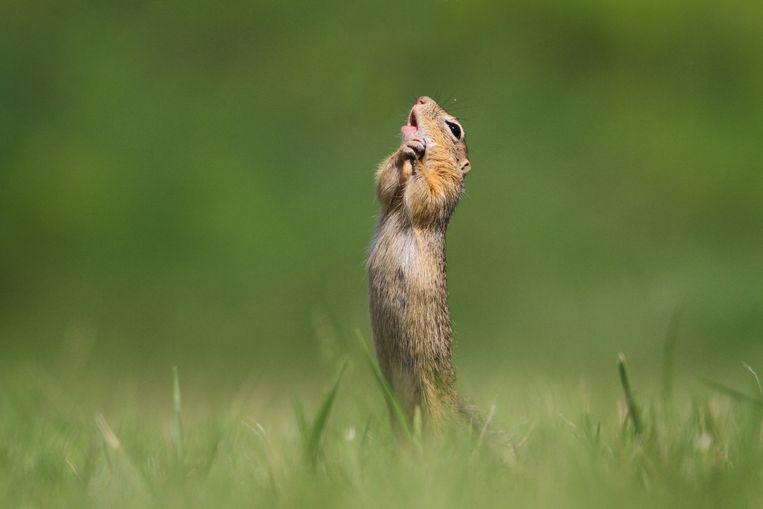 Comedy Wildlife Photo Awards 2020