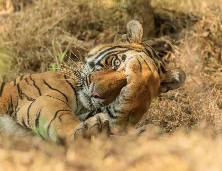 Comedy Wildlife Photo Awards 2020