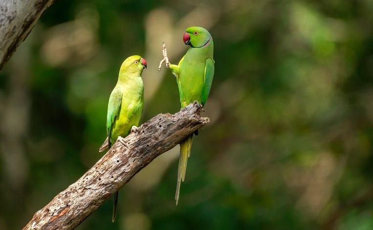 Laugh, roar: these photos are the finalists of ‘Comedy Wildlife Photography Awards’