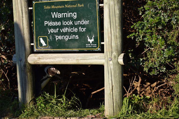 Comedy Wildlife Photo Awards 2020