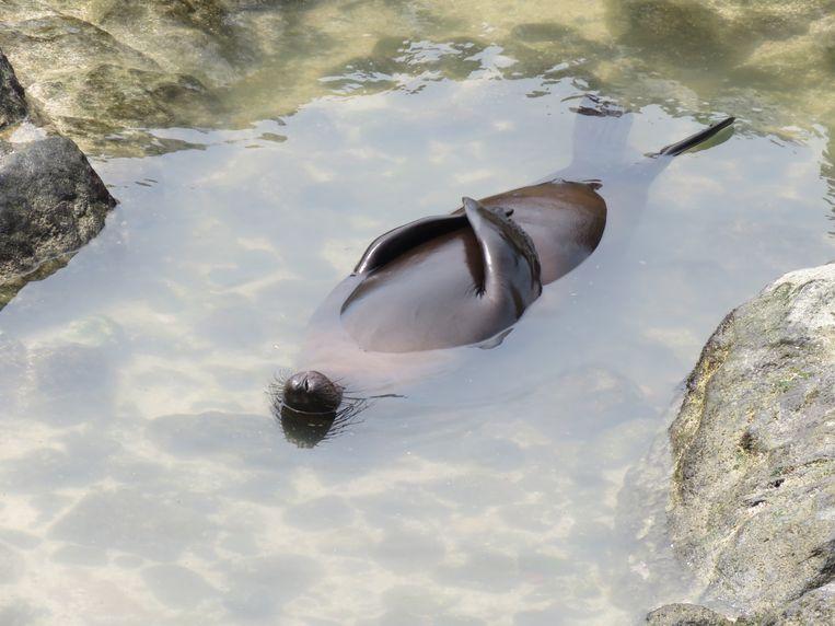 Comedy Wildlife Photo Awards 2020