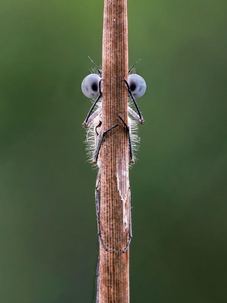 Comedy Wildlife Photo Awards 2020