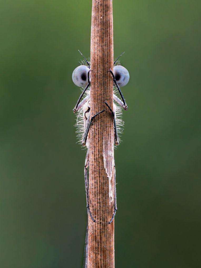 Comedy Wildlife Photo Awards 2020