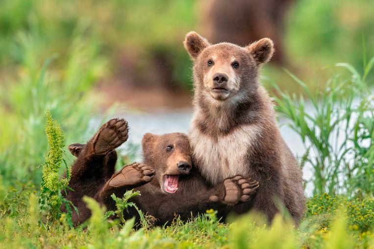 Comedy Wildlife Photo Awards 2020