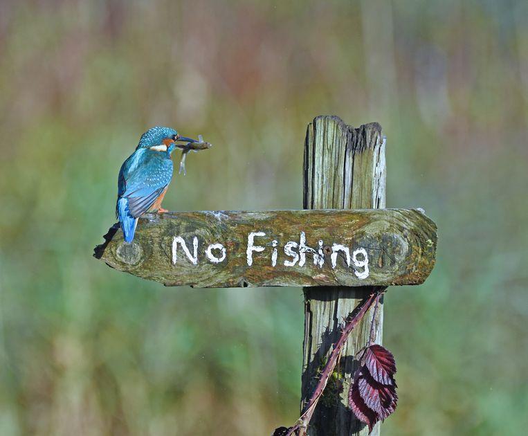 Comedy Wildlife Photo Awards 2020