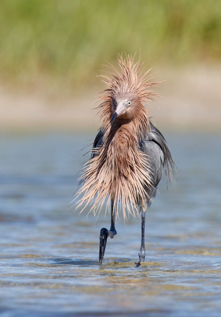 Comedy Wildlife Photo Awards 2020