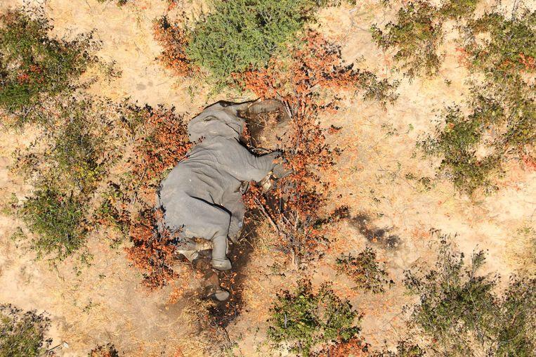 Mystery Solved: Blue-green-algae caused massive elephant deaths in Botswana 