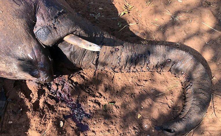 Scientists discover the cause of the sudden death of 34 elephants in Zimbabwe