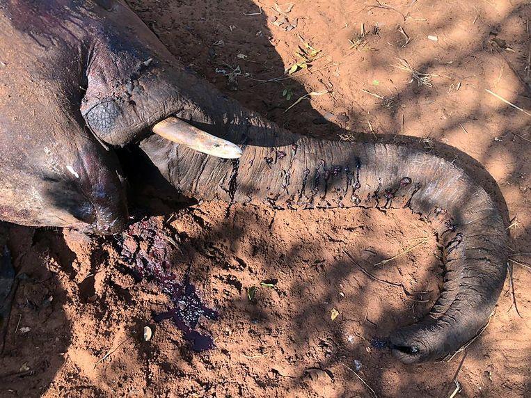 Scientists discover the cause of the sudden death of 34 elephants in Zimbabwe