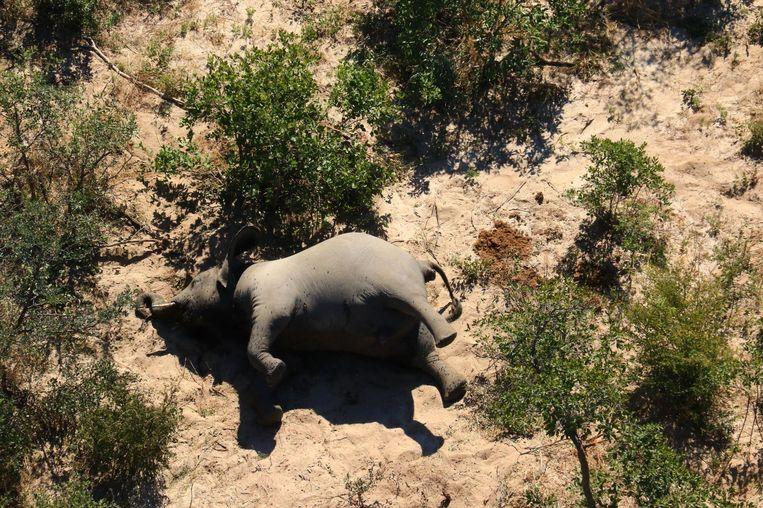 Mystery Solved: Blue-green-algae caused massive elephant deaths in Botswana 