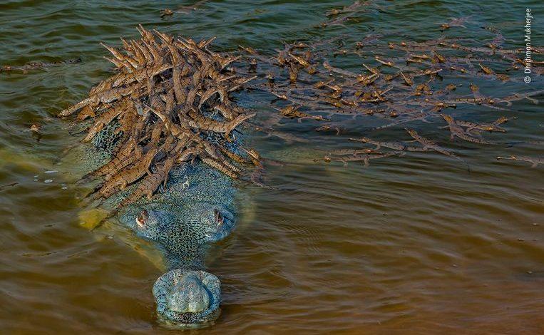 Devoted crocodile patiently waits for 100 cubs to climb on its back to cross river