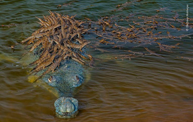 Devoted crocodile patiently waits for 100 cubs to climb on its back to cross river