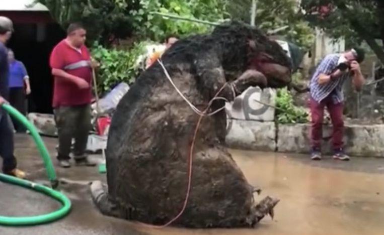 This giant rat caused a blockage, flooding the neighborhood