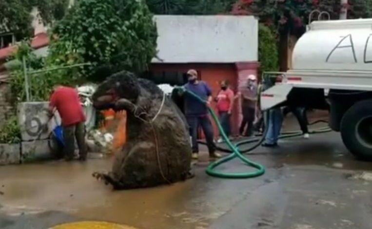 ‘Giant rat’ discovered in Mexico City sewer