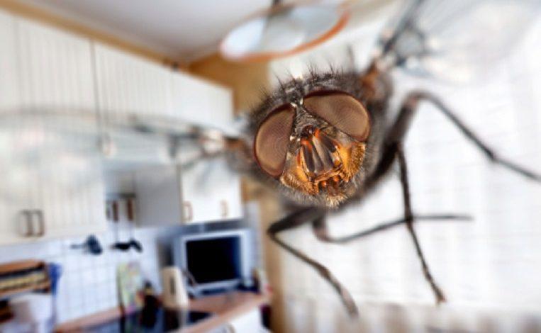 Man blows up his kitchen trying to kill a fly