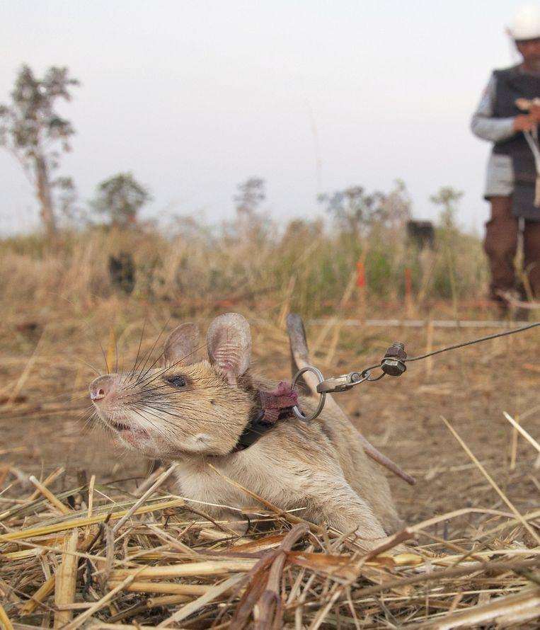 Magawa at work in Siem Reap, Cambodia.