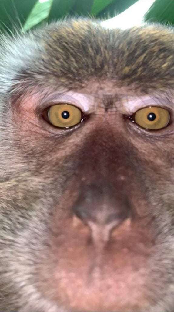 Monkey happily took different selfies from a stolen phone