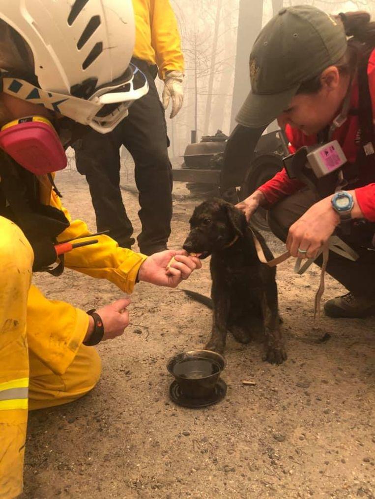Puppy Trooper was found in the remains of the California wildfires.