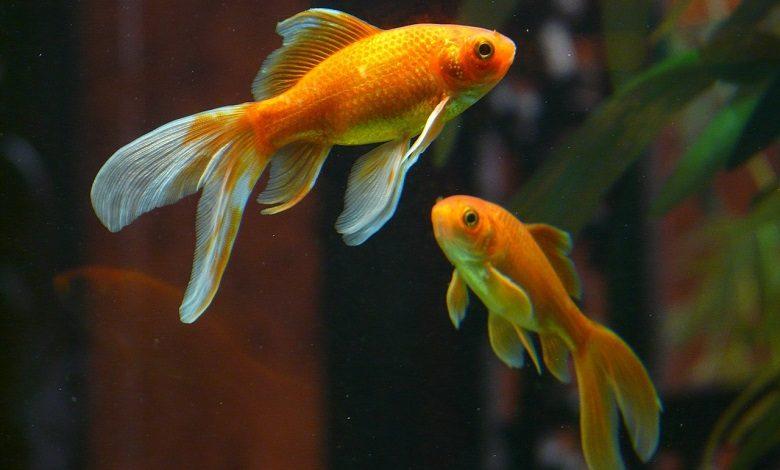 Do you hate noise? You are not alone, it also makes fish sick