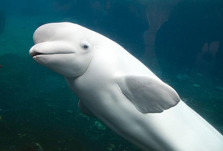 Why Covid-19 is a boon to Chinese white dolphin