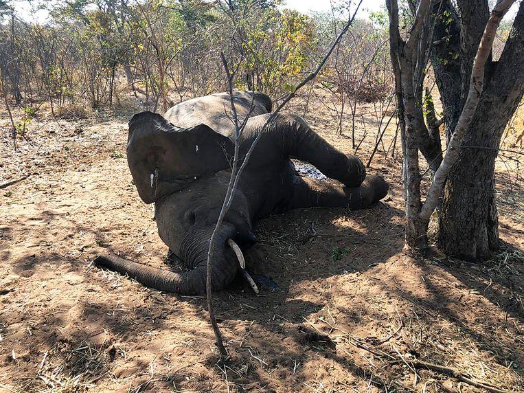 Scientists discover the cause of the sudden death of 34 elephants in Zimbabwe 