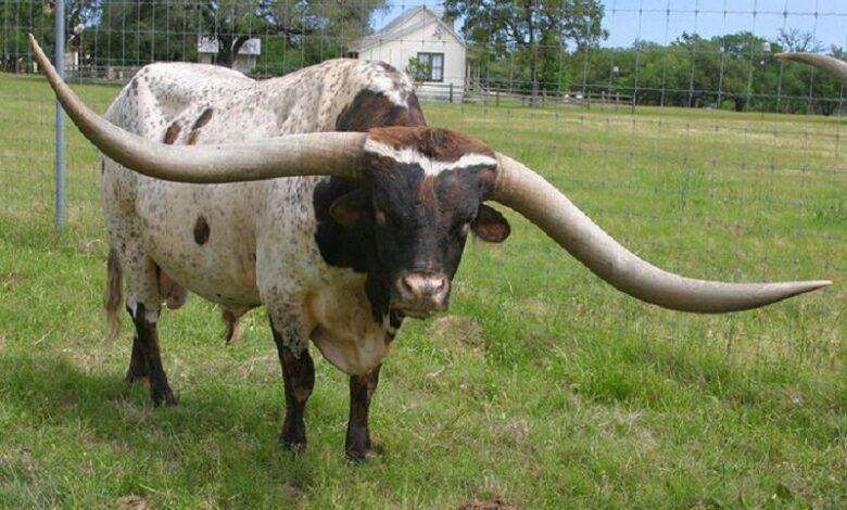 Bull with 2.6 meters of horns in Guinness Record Book