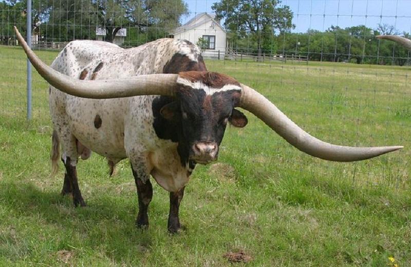 Bull with 2.6 meters of horns in Guinness Record Book