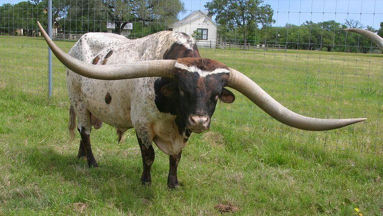 Cowboy Tuff Chex is a Texas longhorn.