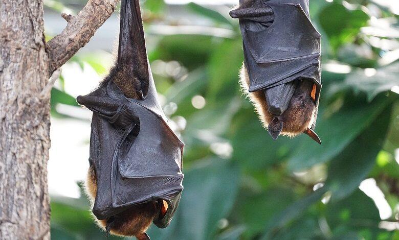Bats also adhere to the distance rule (if they are sick)