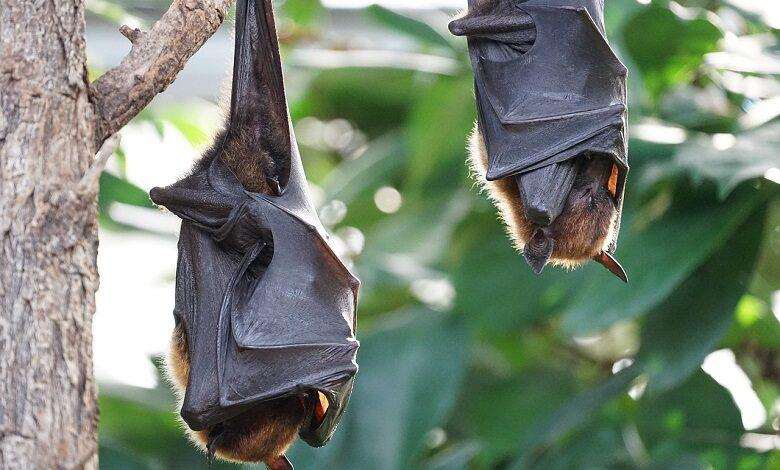 Bats also adhere to the distance rule (if they are sick)