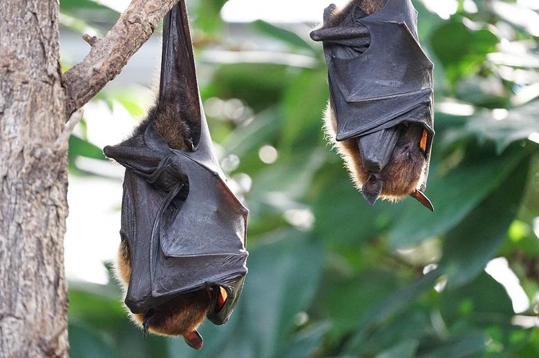 Bats also adhere to the distance rule (if they are sick)