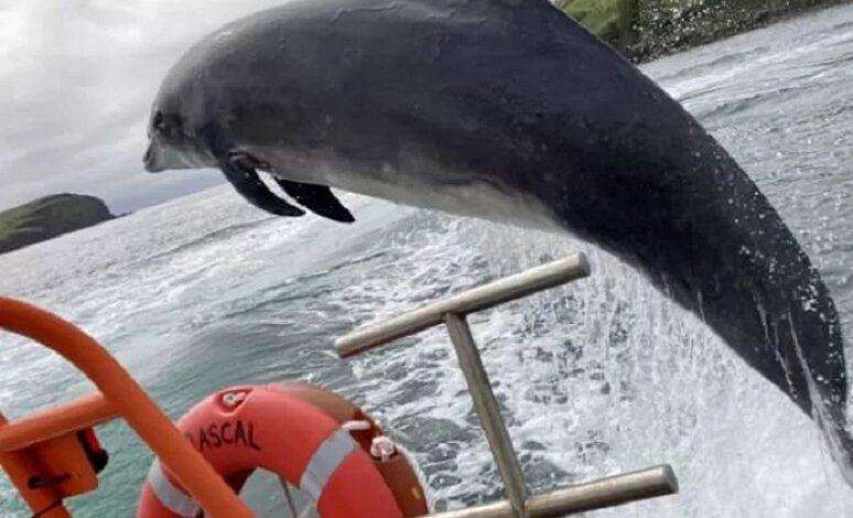 All Ireland in search of beloved dolphin Fungie who disappeared after 37 years