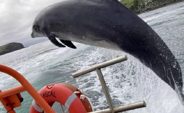 All Ireland in search of beloved dolphin Fungie who disappeared after 37 years