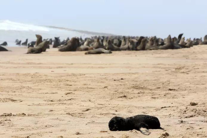 Dead seals strewn over the beach near Pelican Point