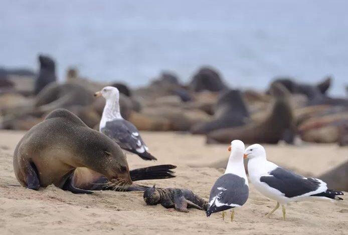 Mysterious seal mortality in Namibia: over 7,000 dead animals already washed up
