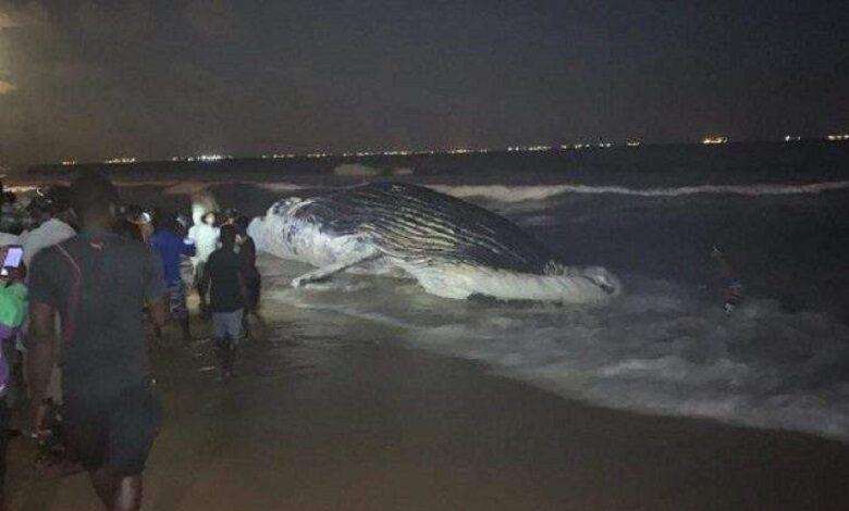 2 dead whales found in a week on the beach of Lome