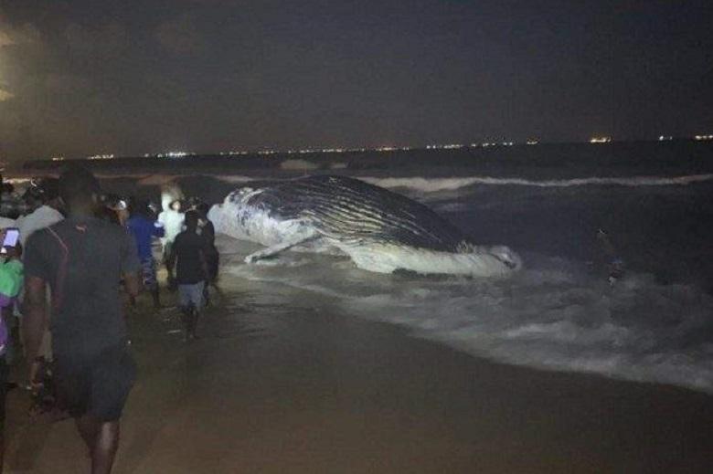 2 dead whales found in a week on the beach of Lome
