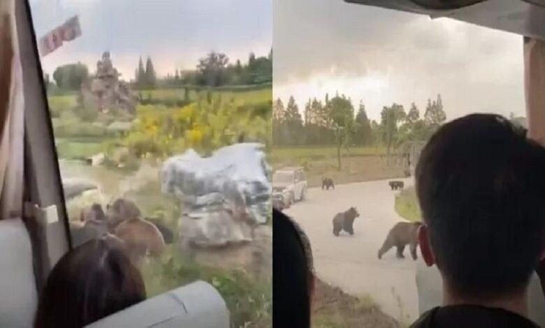 Bear kills zookeeper in front of tourists in Shanghai