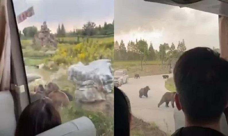 Bear kills zookeeper in front of tourists in Shanghai