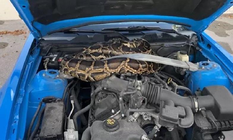 Man finds three-meter tiger python under his hood [Video]