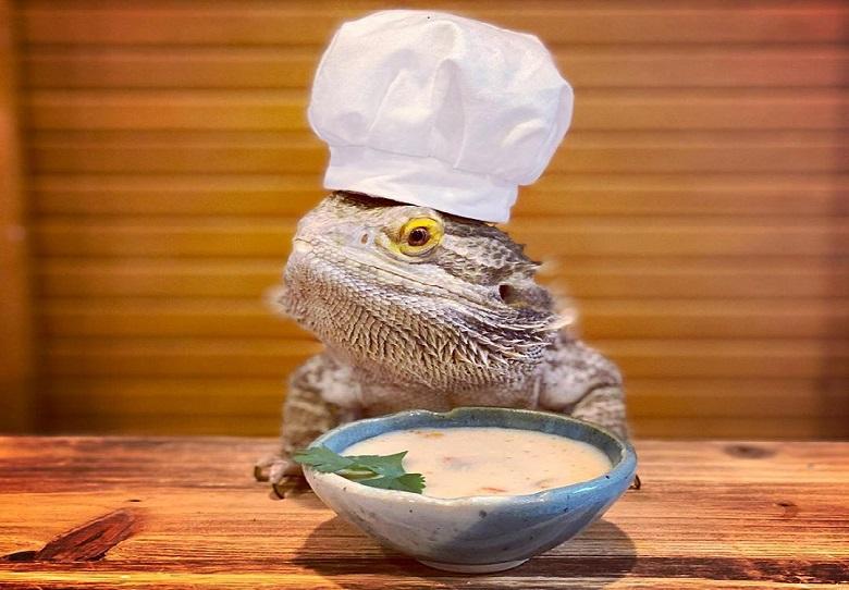 This lizard has its cookbook and the favorite place is the kitchen