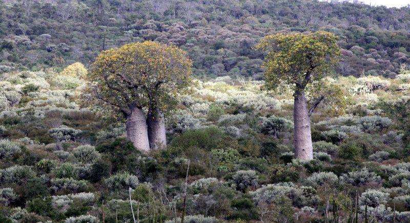 Andohahela National Park (south-east Madagascar)