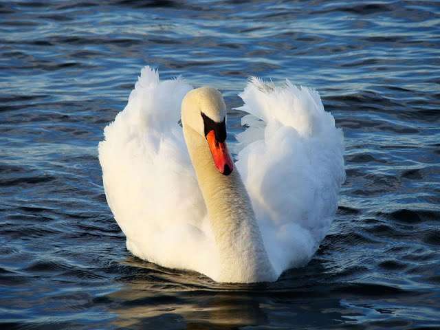 Swan that lost its partner stops 23 trains in Germany for an hour